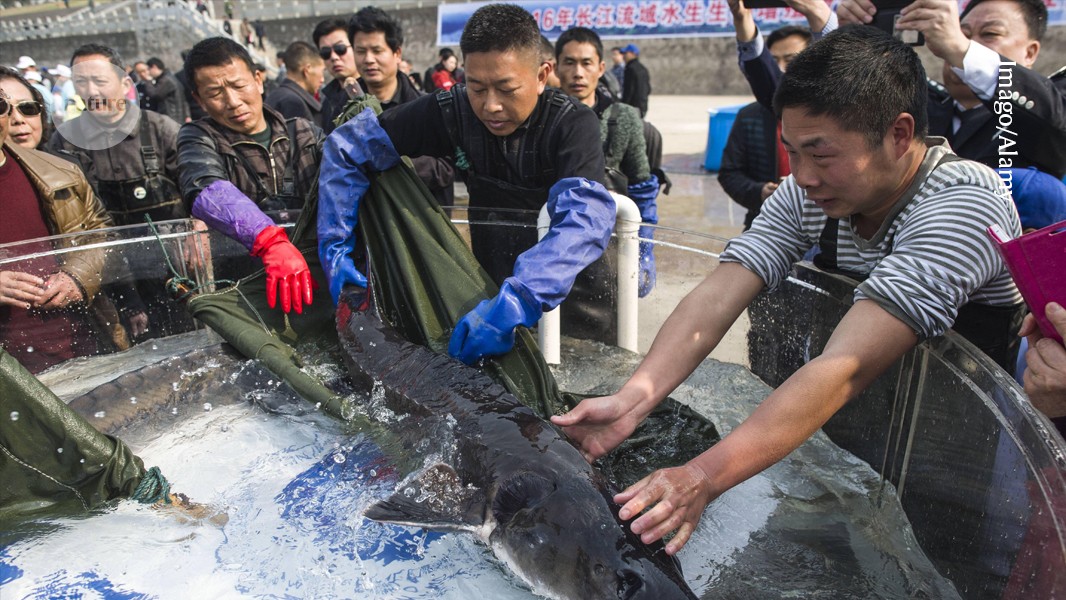 media.nature.com image