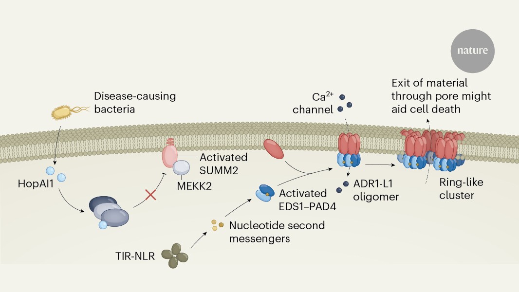 media.nature.com image