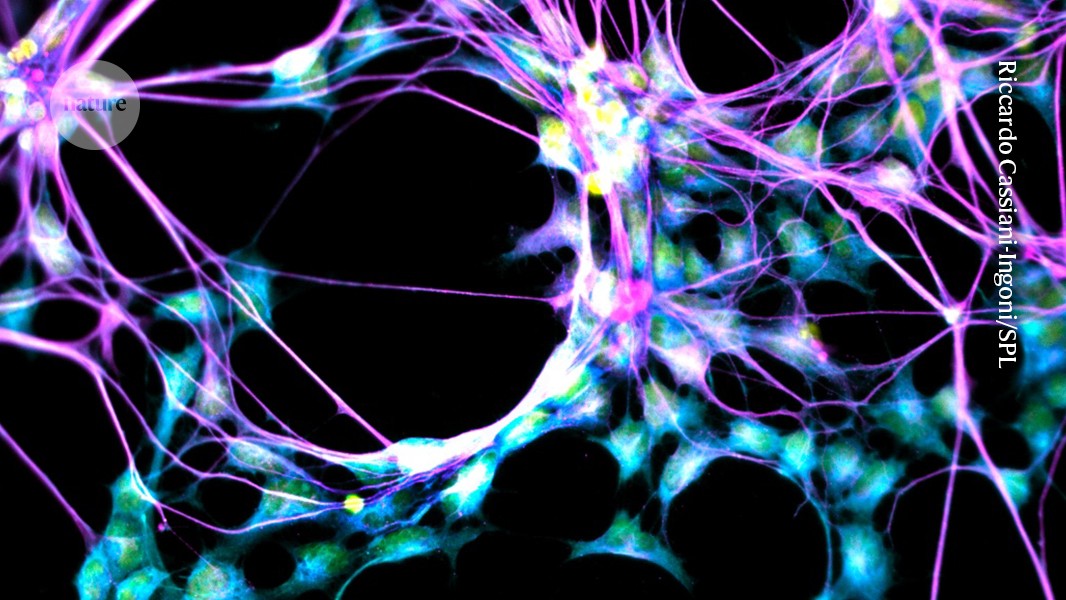 media.nature.com image