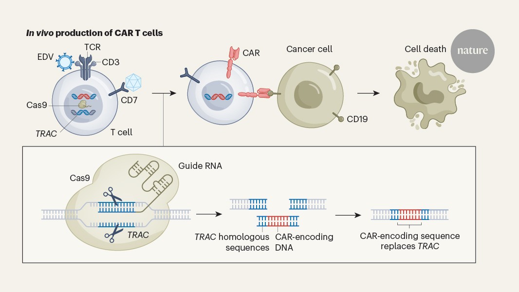 A gene-editing method generates immunotherapeutic CAR T cells in the body