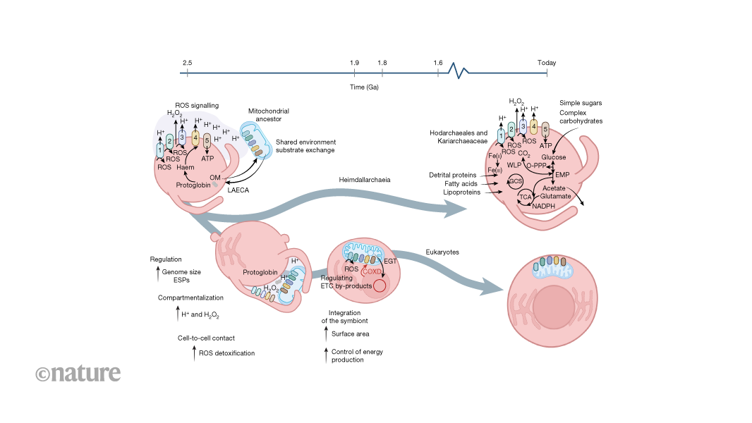 Our microbial ancestors were probably oxygen-tolerant