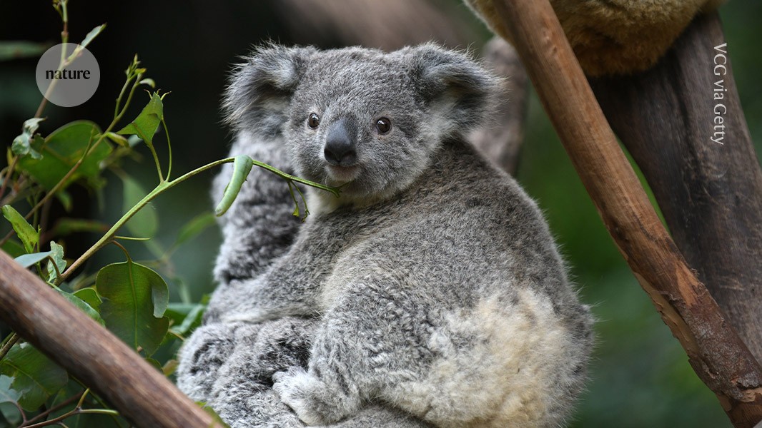 media.nature.com image