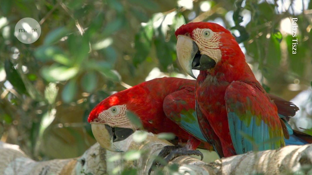 Live parrots were carried across the Andes before the Incas' rise