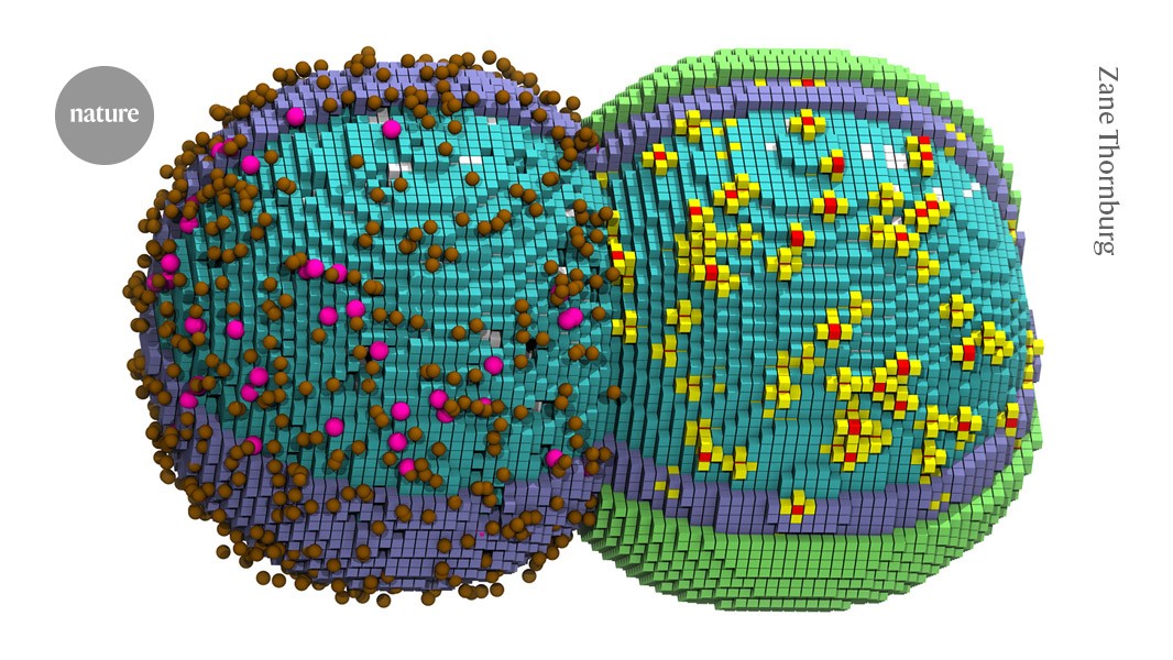 'Virtual cell' captures most-basic process of life: bacterial division