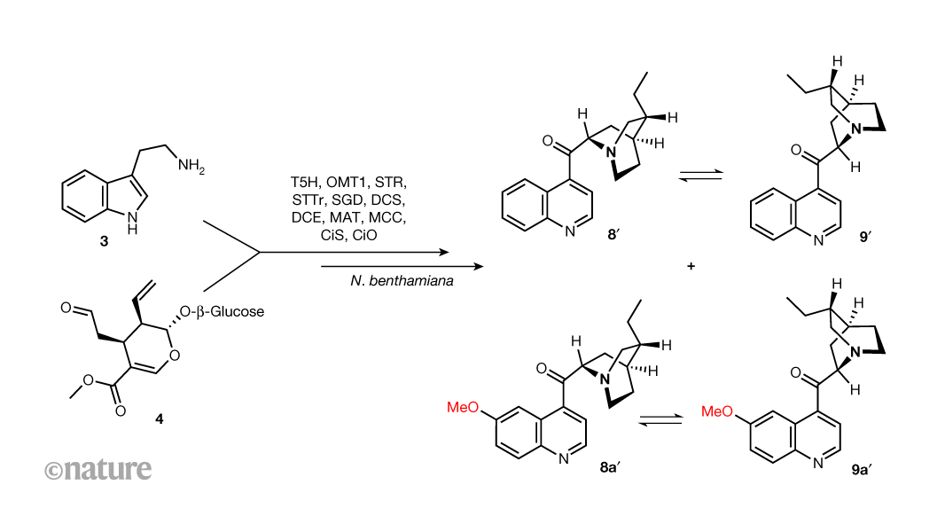 Mystery of how plants make a family of medicinal molecules has been solved