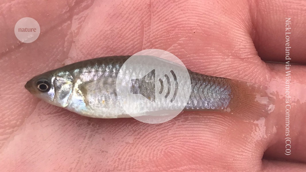 This fish shouldn’t exist — the weird genetics of clonal vertebrates