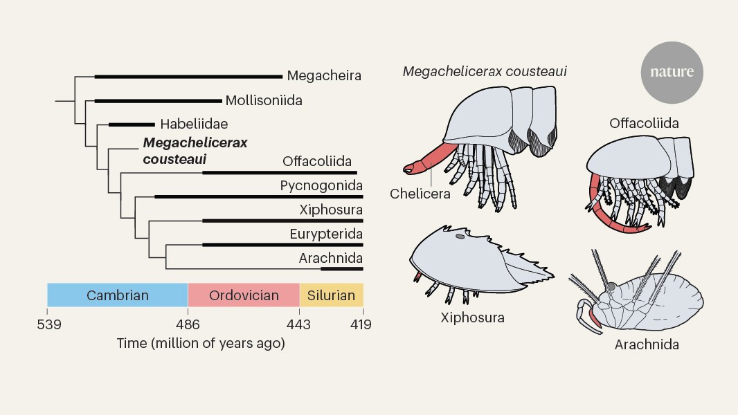 Pincer movement: fossil pushes origins of chelicerate arthropods back to the Cambrian period