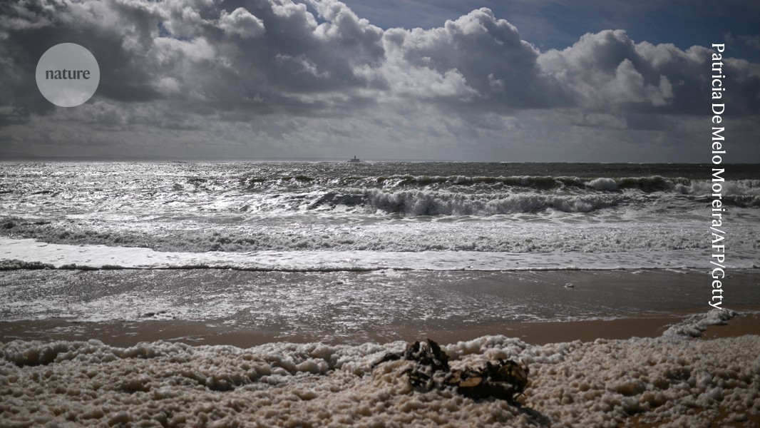 Chemical pollutants are rife across the world’s oceans