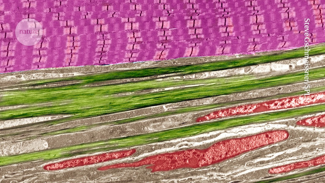 Strength persists after a mid-life course of obesity drugs