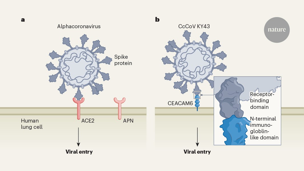 A bat coronavirus can enter human cells through a previously unknown gateway
