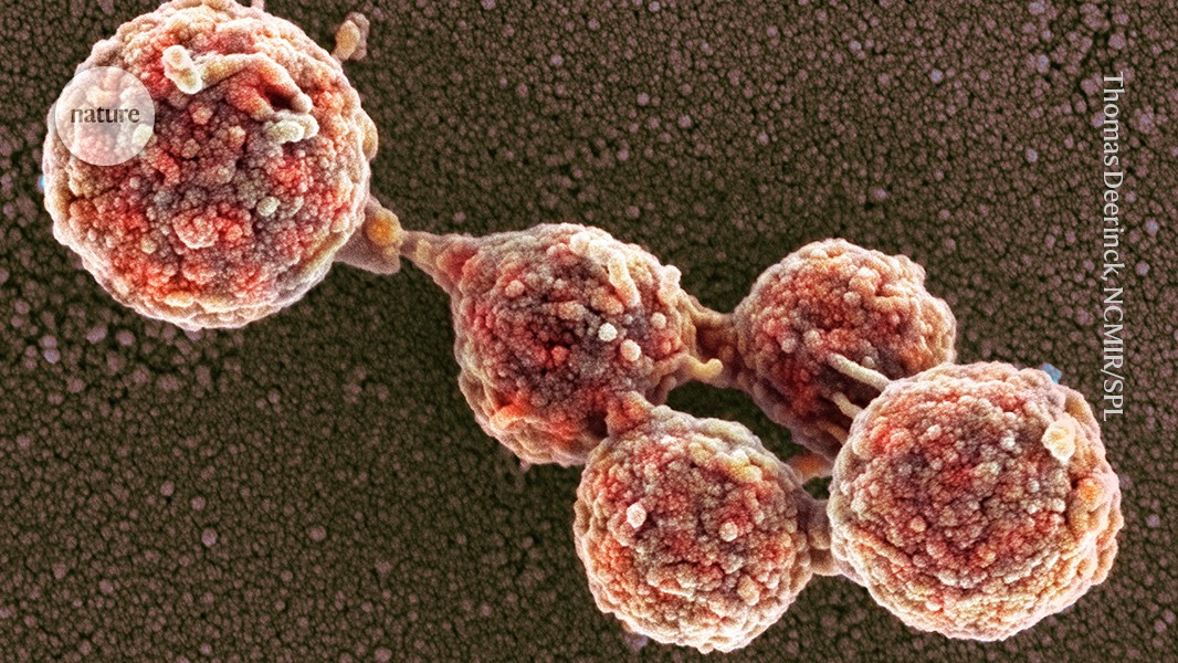 Zombieland: Genome transplant brings ‘dead’ bacteria back to life