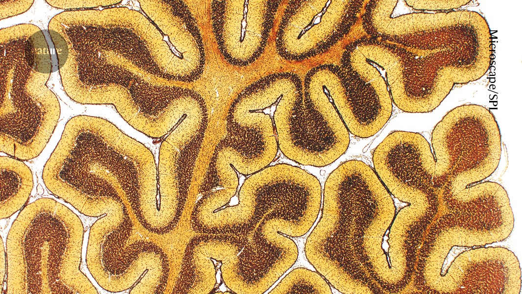 media.nature.com image
