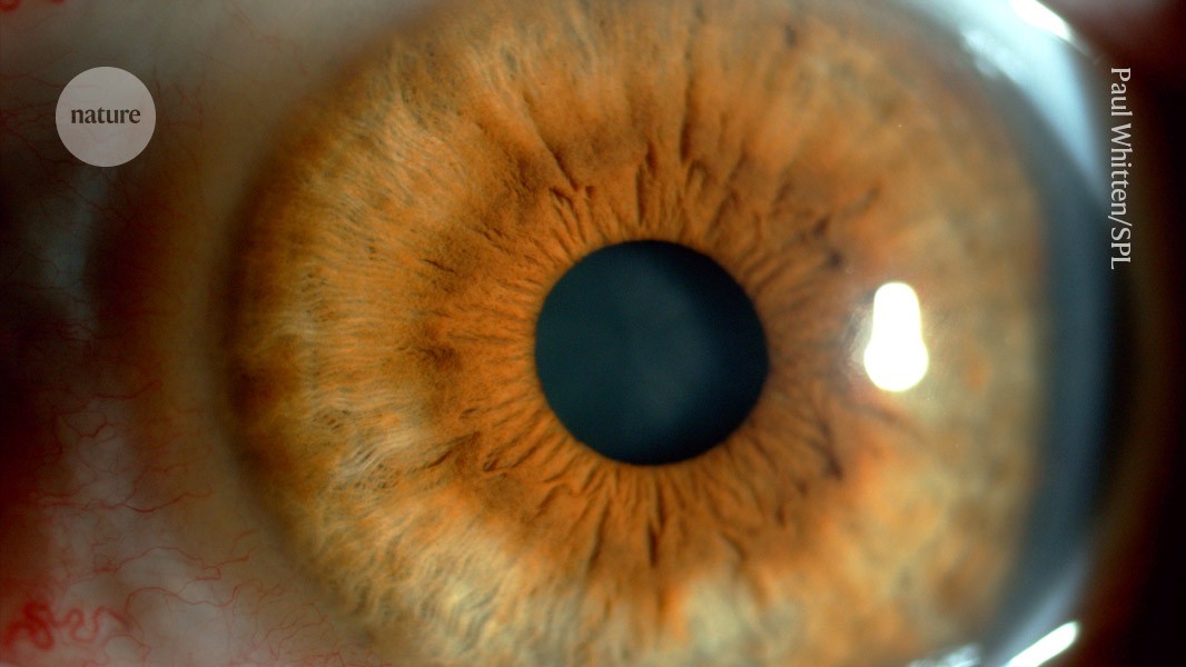 Eye drops made from pig semen deliver cancer treatment to mice