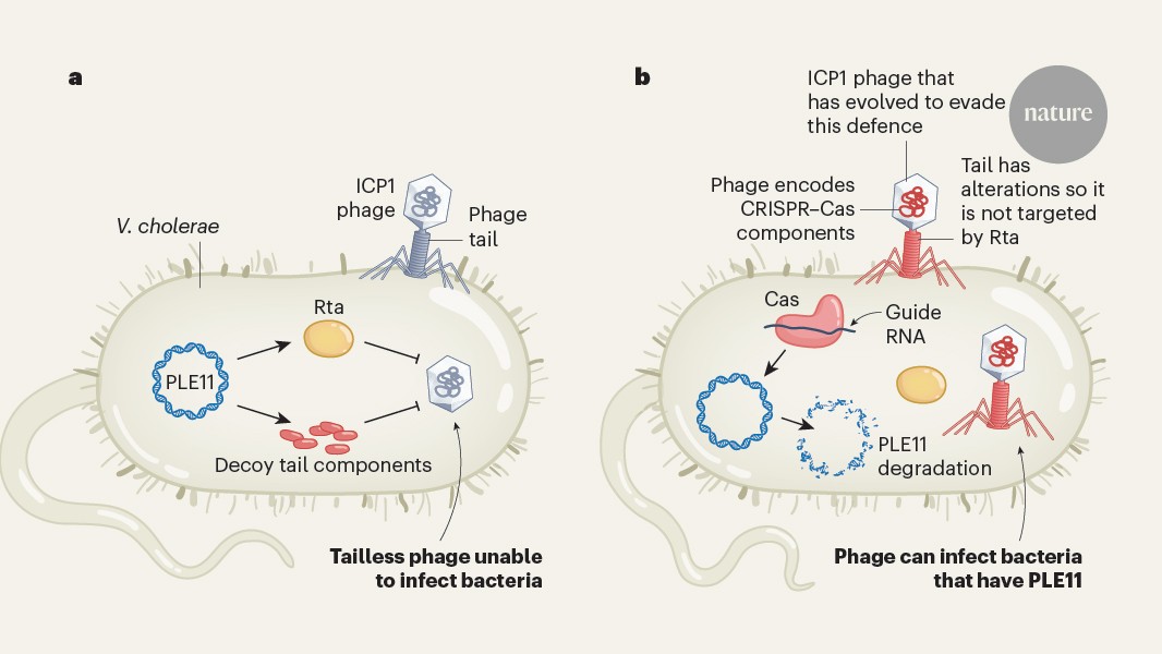 Bacterial−viral conflicts shape cholera evolution