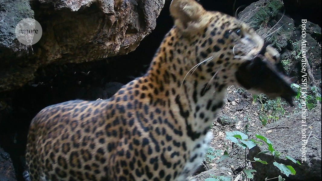 The Scavengers of the Spillover Zone