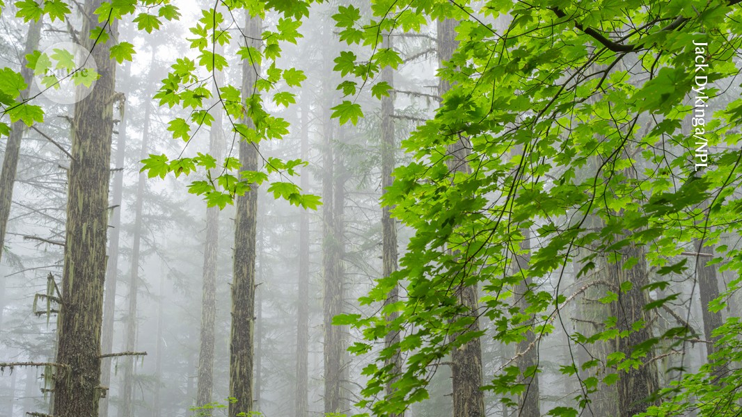 Plagas forestales: el calor acelera su avance en bosques de EE.UU.