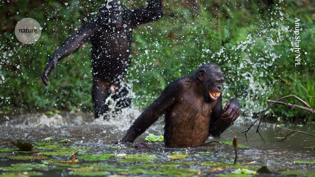 media.nature.com image