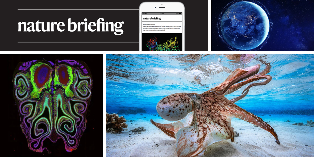 Daily briefing: Octopuses’ strange brains might teach us what intelligence really is