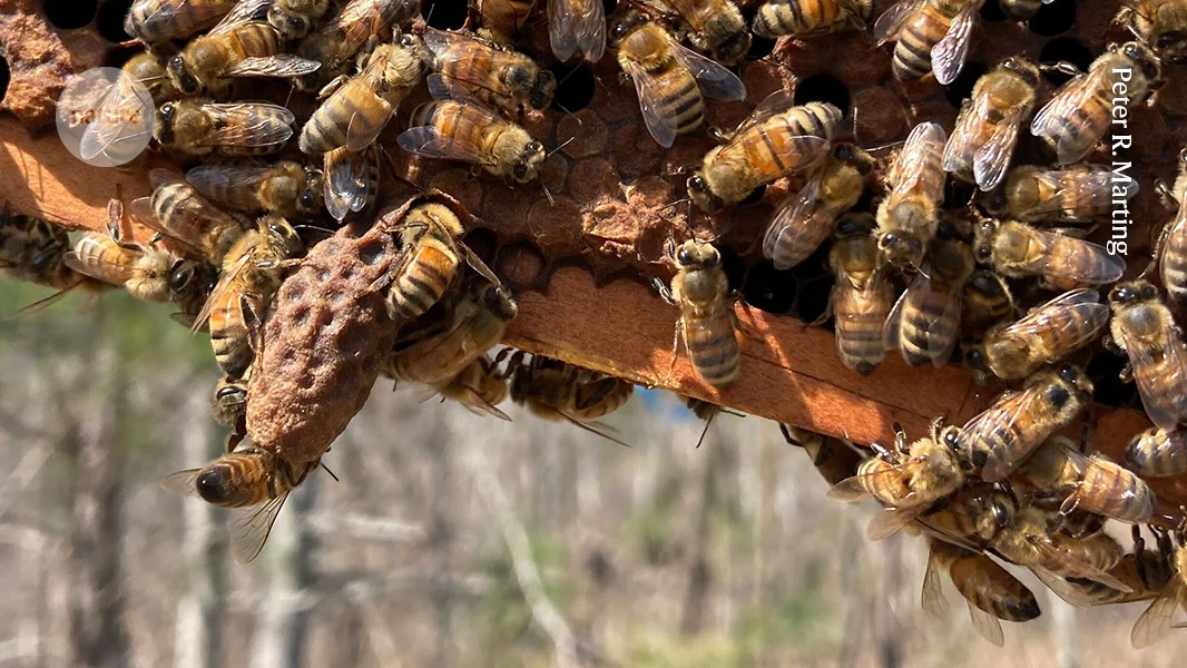 media.nature.com image