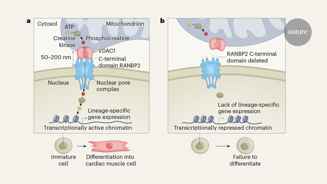Mitochondria tethered to the nucleus secure its energy supply