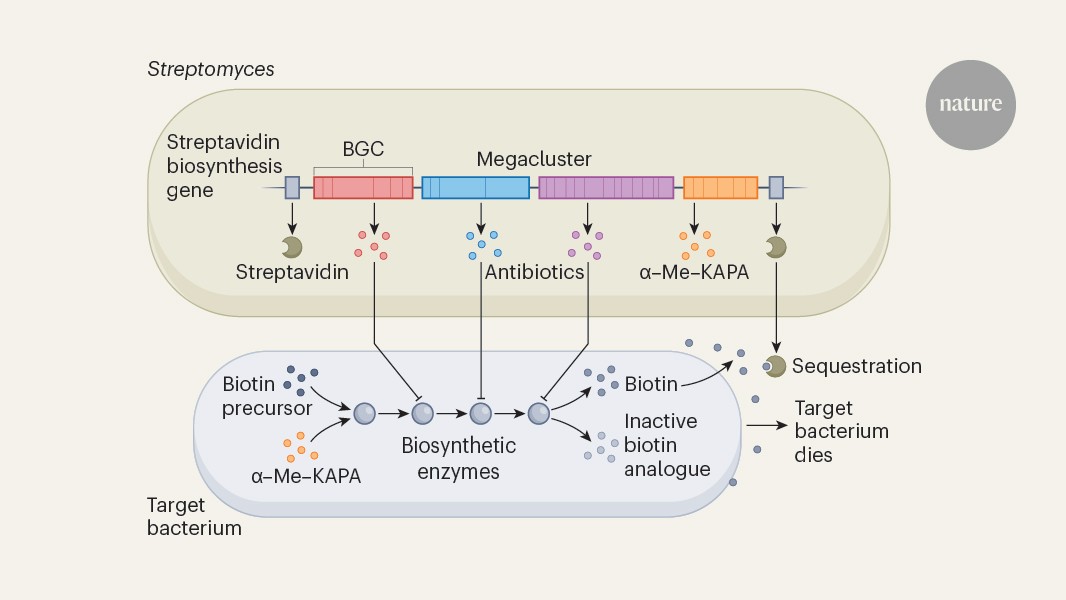 ‘Megacluster’ of genes enables bacteria to make potent antibiotic mixture