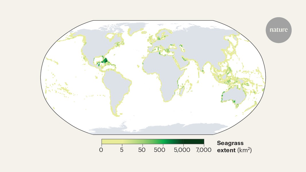 A global map of seagrass ecosystems