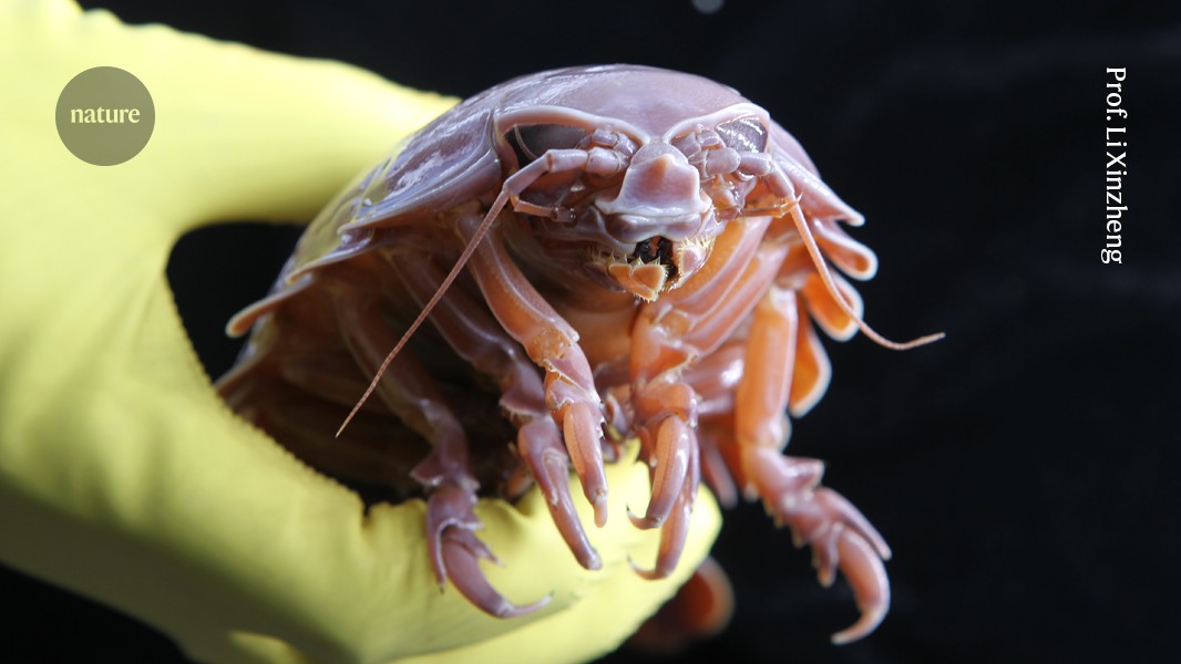 深海巨型甲殼類動物竊取細菌基因以長時間禁食