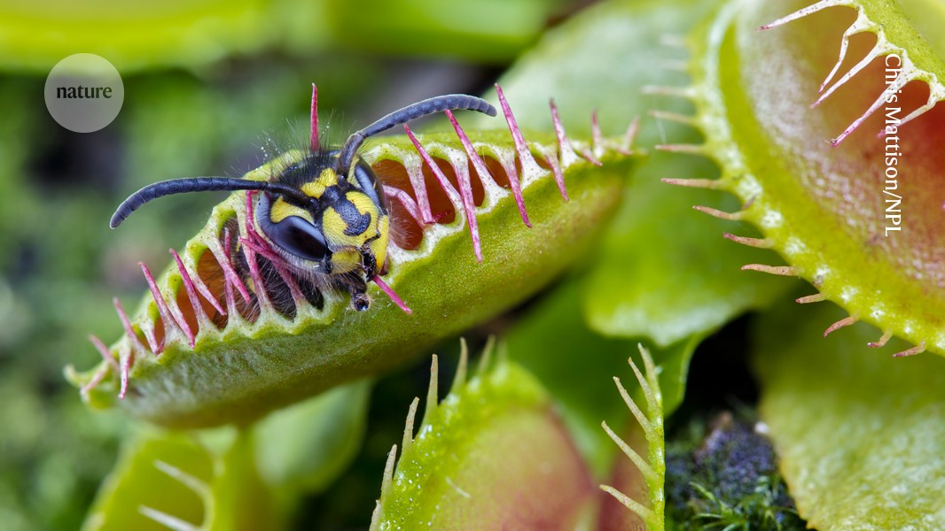 Revealed: how Venus flytraps snap shut with astonishing speed