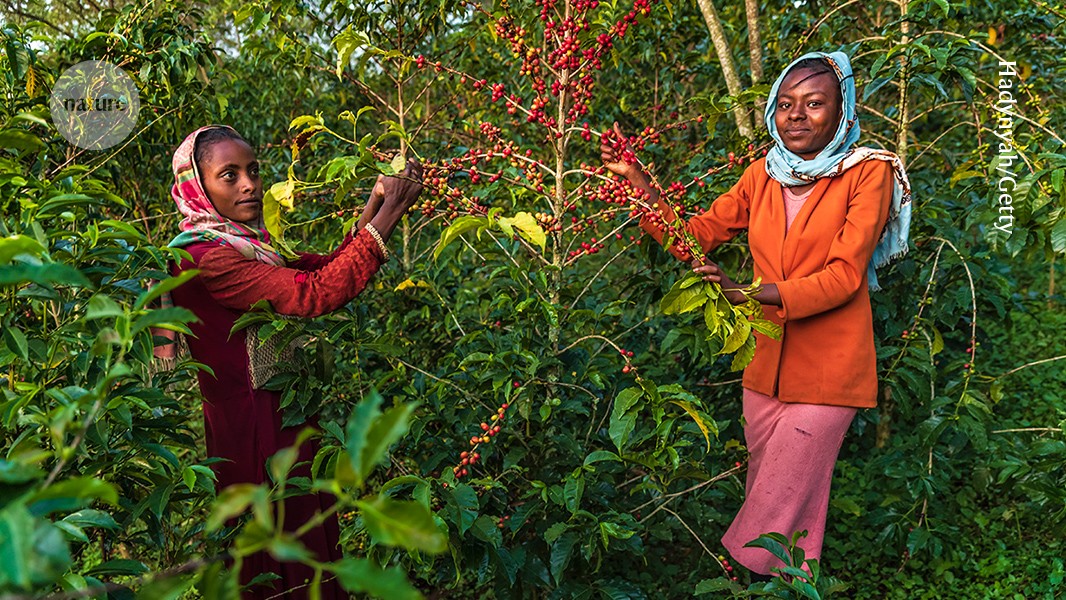 Scientists race to save coffee plants from extinction