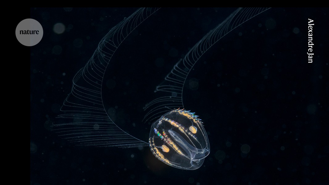 Comb jellies reveal conserved mechanisms behind animal body plans