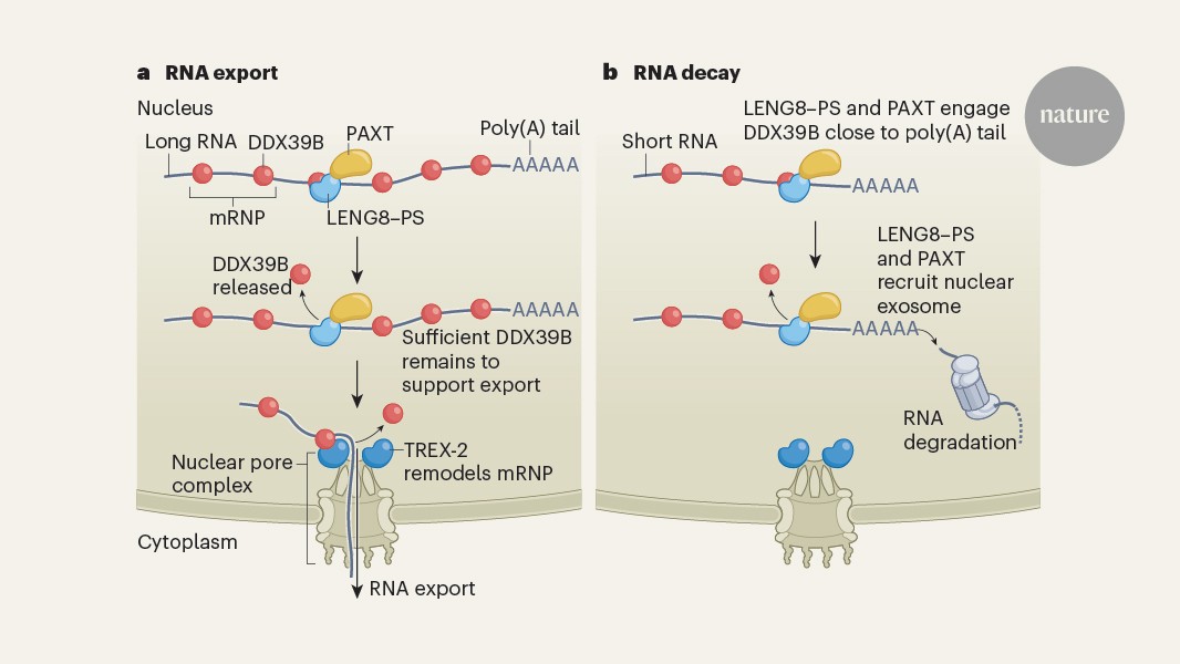 Study: messenger RNA export and RNA destruction share overlapping pathways