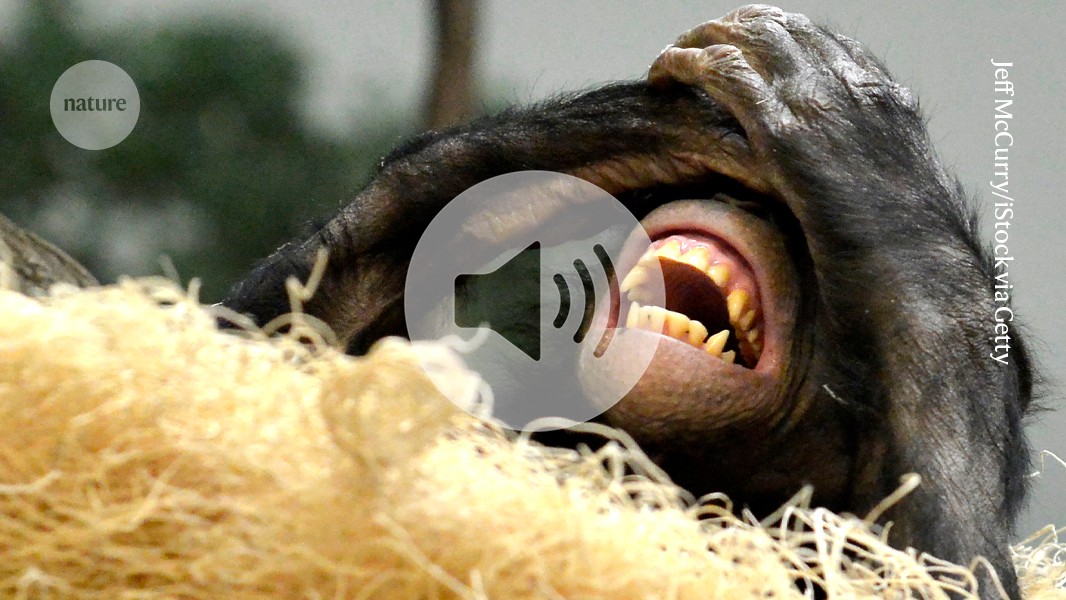 Chimp tickling reveals speech evolution; AI may be eroding medical and coding skills