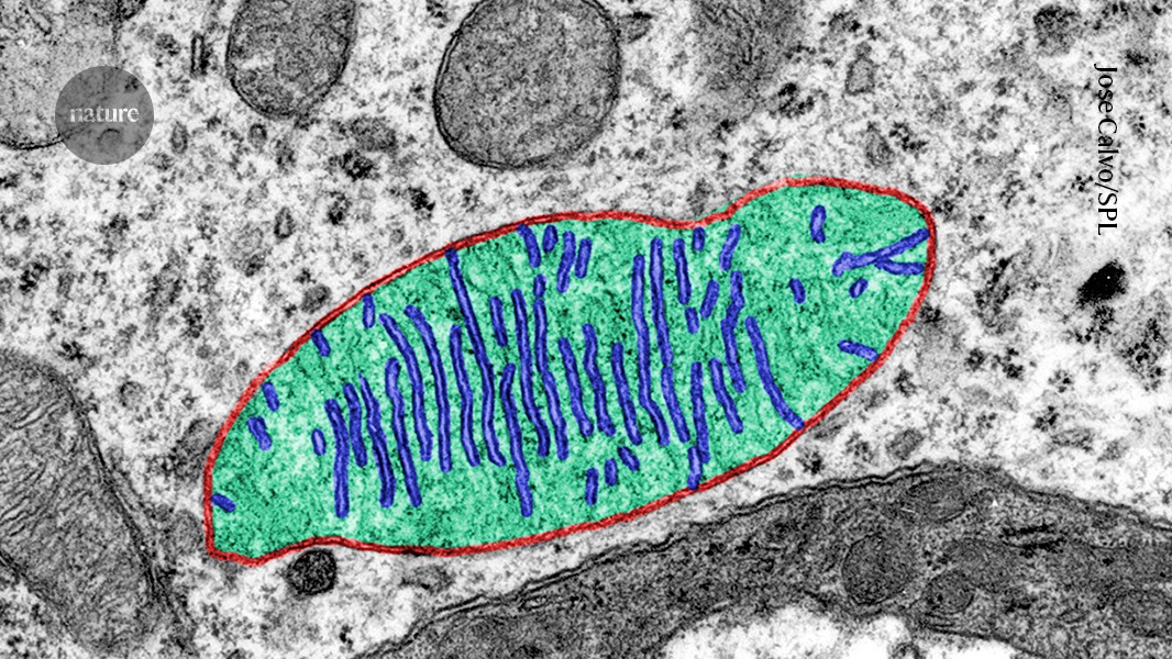 Badanie ISS: mikrograwitacja osłabia mitochondria w ludzkich komórkach