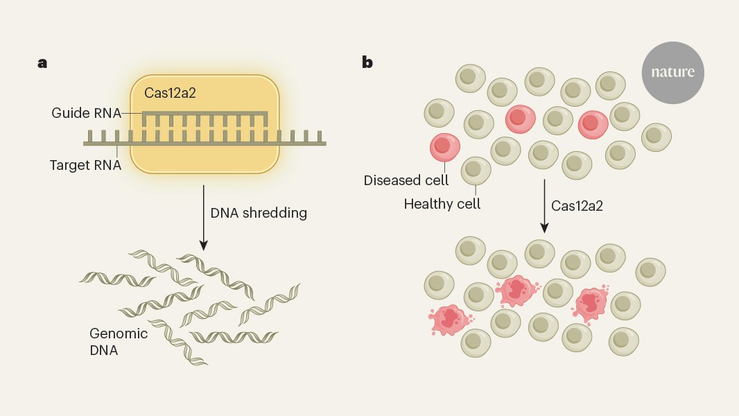 DNA-shredding CRISPR enzyme selectively destroys cancer cells in mouse tests