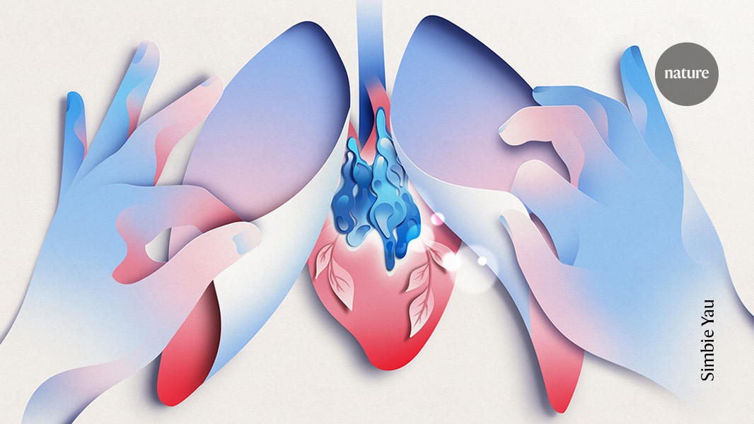 Scientists race to regrow the thymus to slow ageing