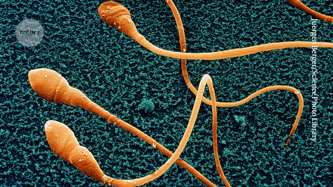 Scientists grow immature human sperm from stem cells in lab breakthrough