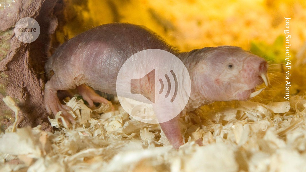 Simple chemical revealed as key to naked mole-rat queen's dominance