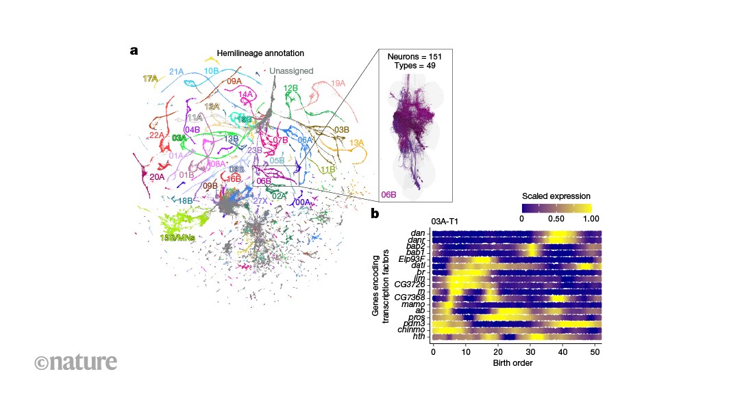 Fly neurons carry a molecular ‘timestamp’ that encodes their birth order