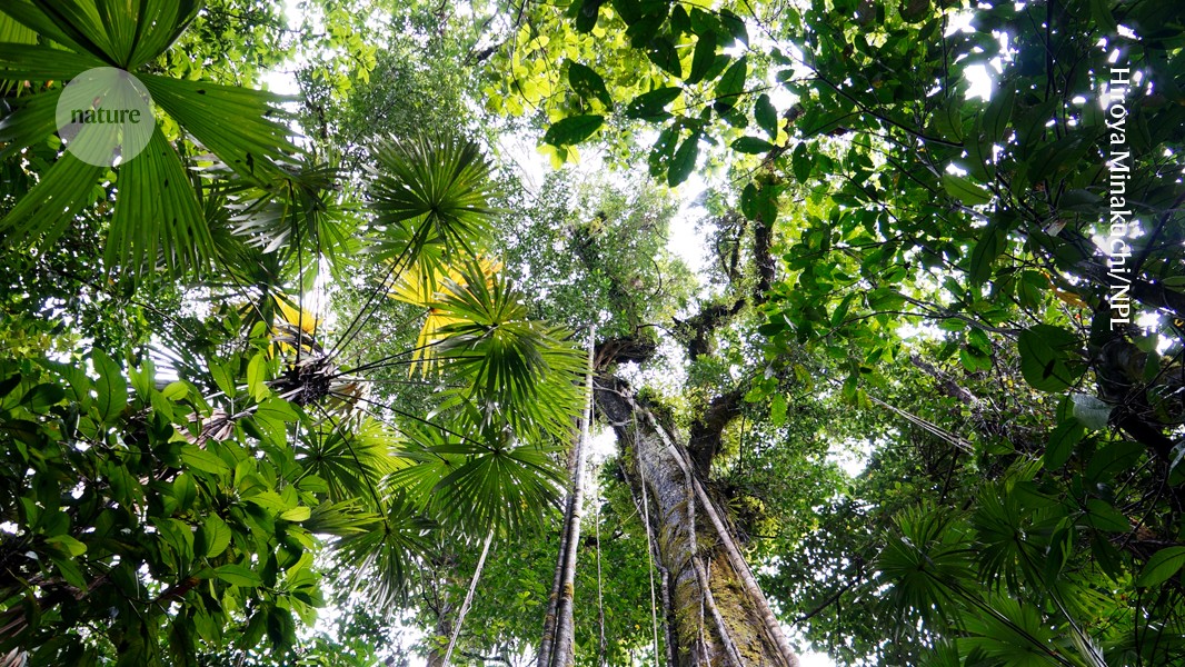Cleared rainforests fail to recover full tree diversity even after 120 years
