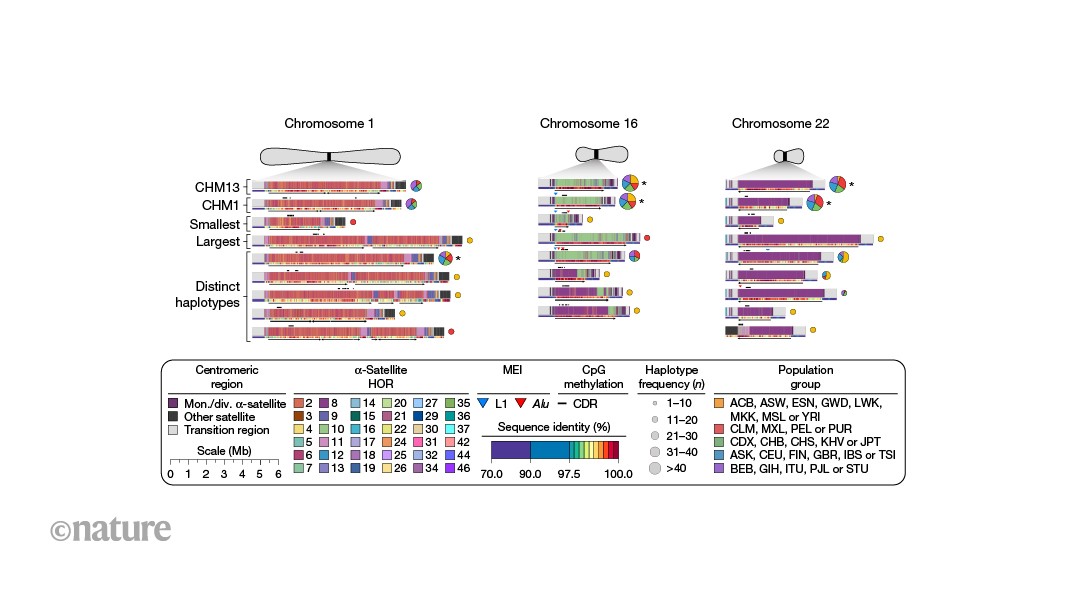 Maps of chromosomal regions crucial for cell division reveal high diversity