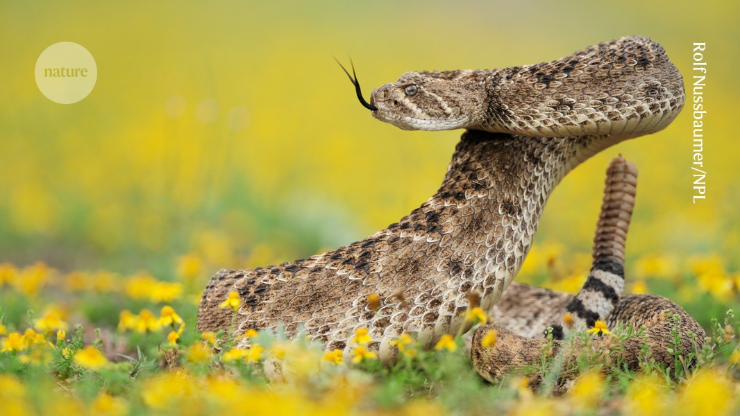 media.nature.com image