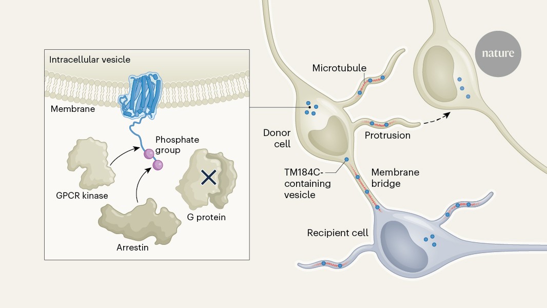 ‘Superdark’ protein looks like a G-protein-coupled receptor — but shows unconventional behaviour