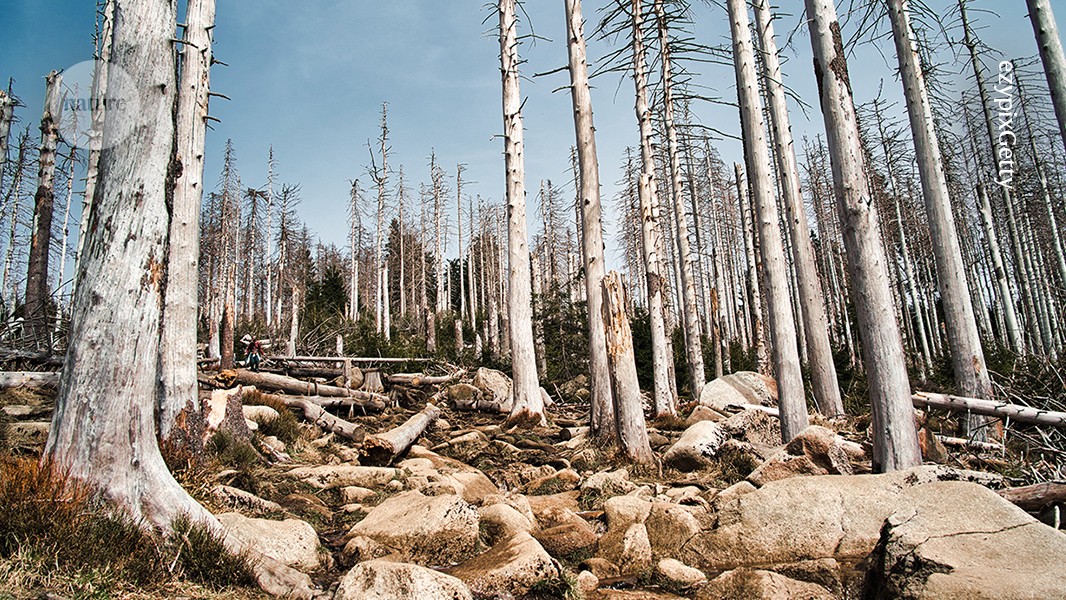 Ancient rise in CO<sub>2</sub> was catastrophic for forests: what that means for today’s plants