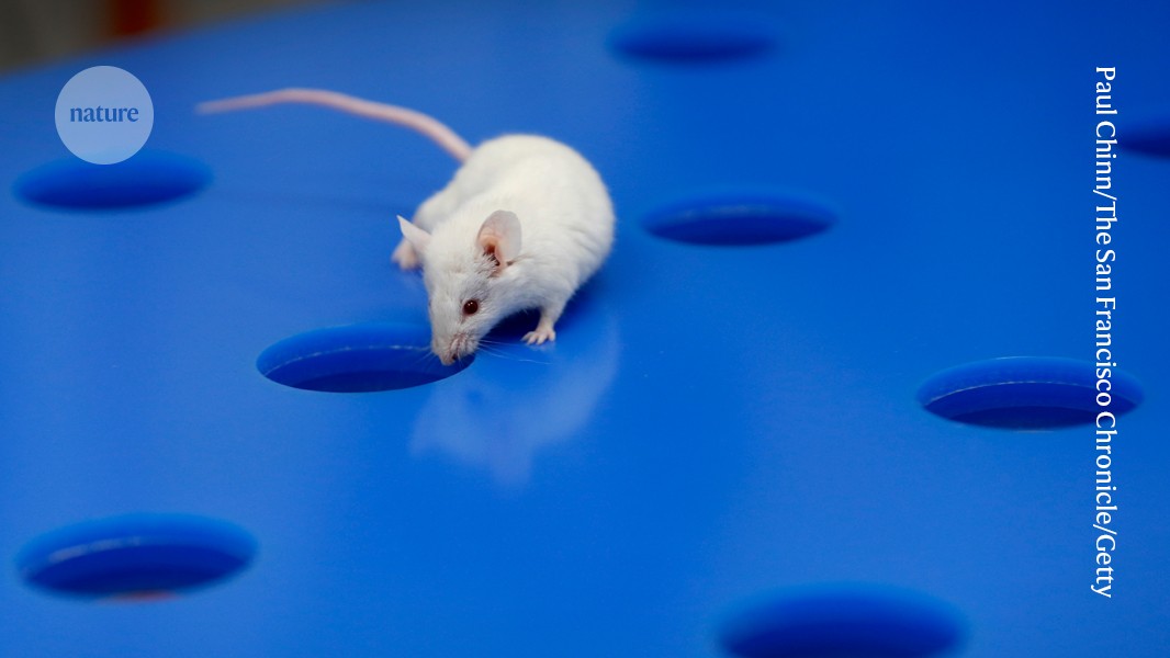 Asthma in some boys stops at puberty: mouse results hint at why