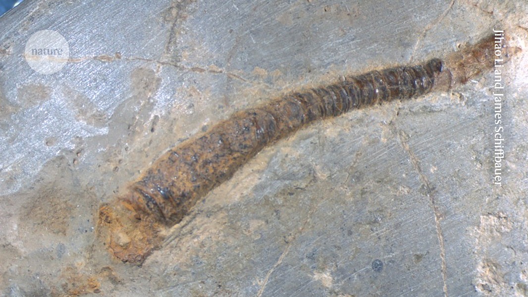 Animal-microbe partnerships date back to the dawn of complex life
