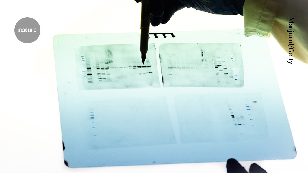 More than 18,000 questionable images found in antibody catalogues of 15 companies