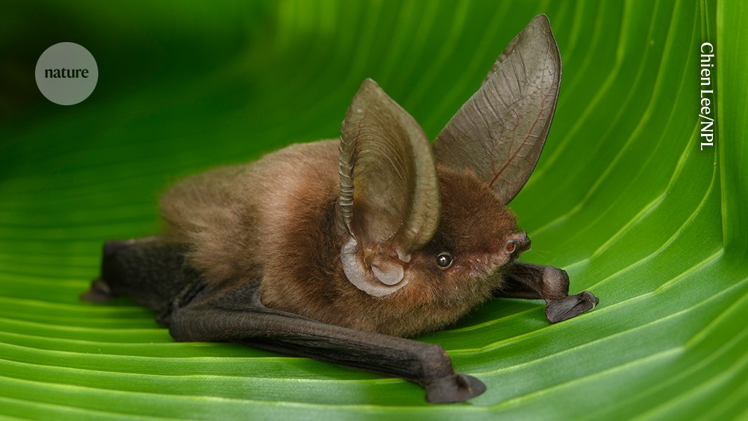 Photograph accompanying Joint analysis of 103 bat genomes and 44 fossils places bat origins in Europe