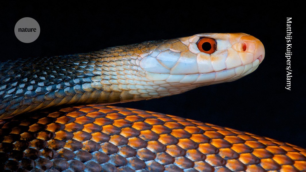 Scale of snakebites estimated globally