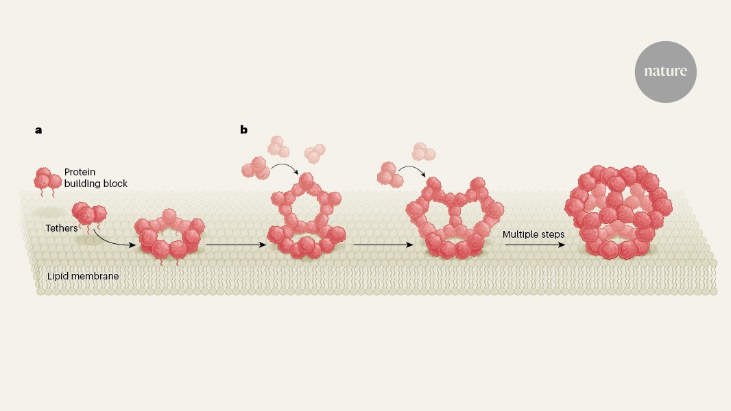Virus-like particles observed assembling in real time
