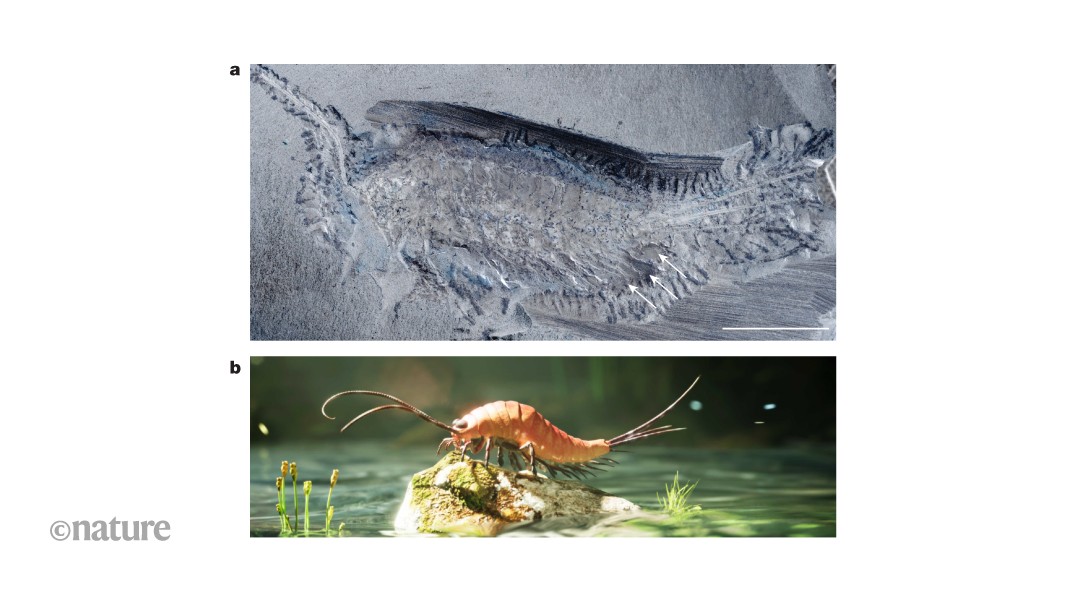 media.nature.com image